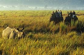 Kaziranga Tour